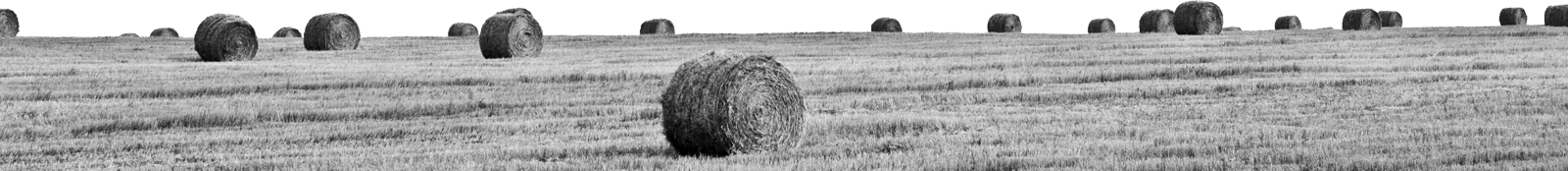 Hay field